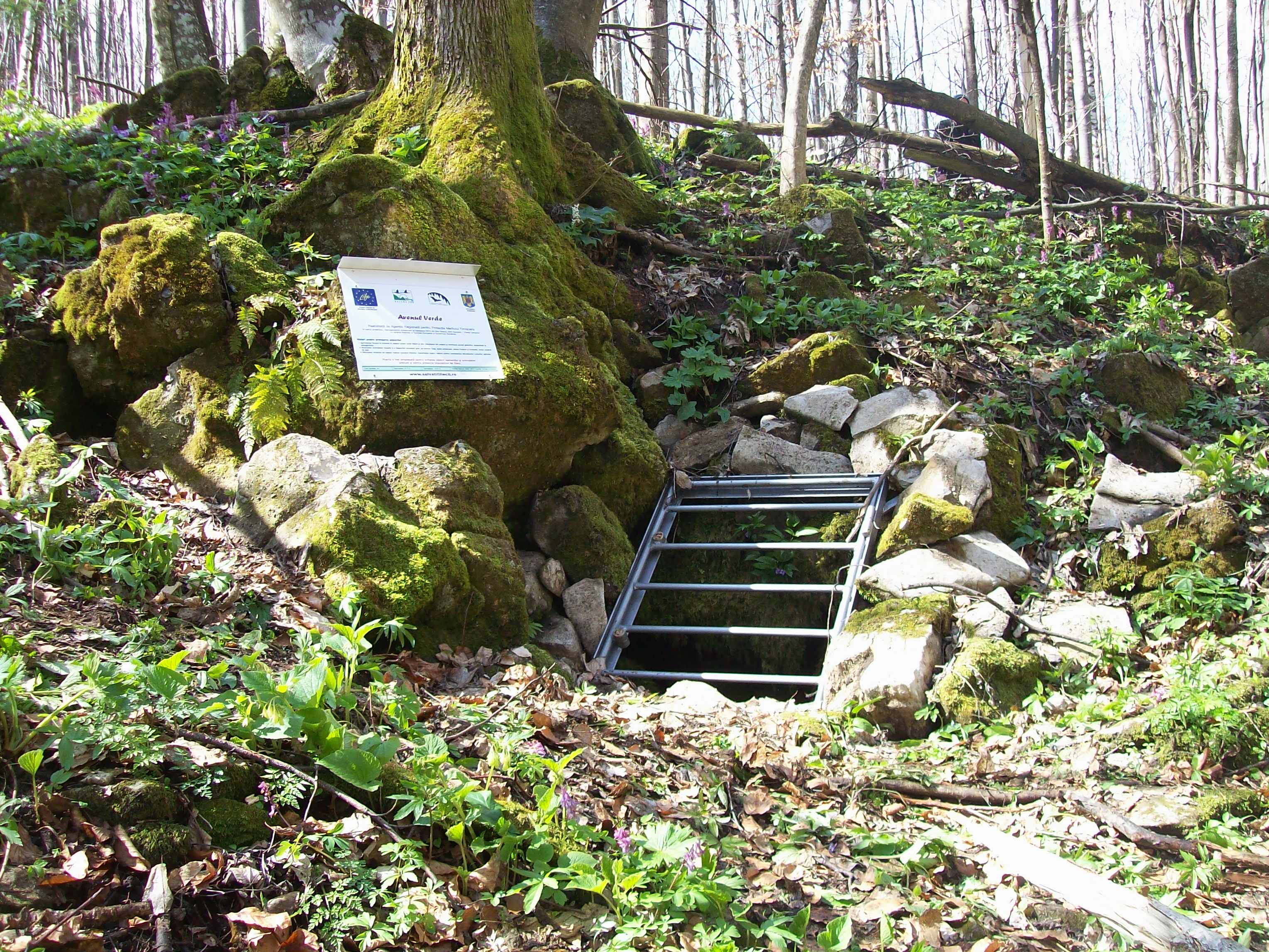 Avenul Curat Sinonim: Avenul lui George - Image 1